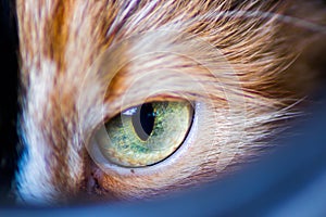 Cat eye.Macro shoot