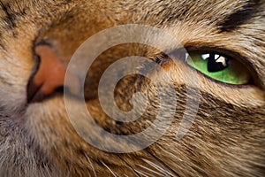 Cat eye and nose closeup