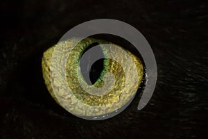 Cat eye with small pupil close-up