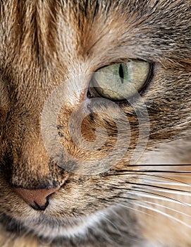 Cat eye stare.