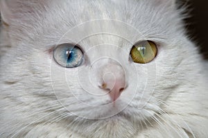 Cat eyes photo