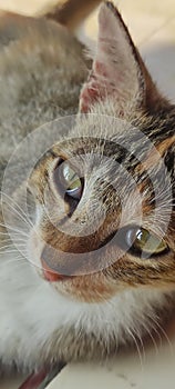 Cat eyes close up