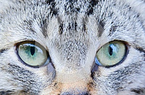 Cat eyes close up. Gaze of a small predator