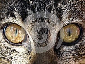 Cat eyes close up photo