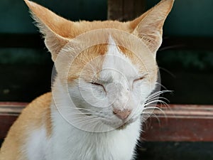A cat with eyes closed squinting close up at the camera. Red yellow cat with white cheeks and white neck
