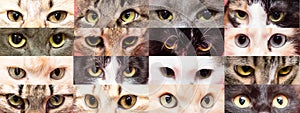 Cat eyes collage