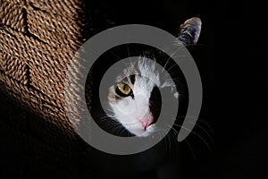 cat eyes on a dark light