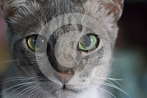 Cat eyes green