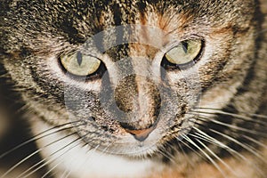 Cat face, close up