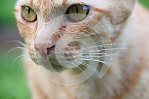 Cat face close-up