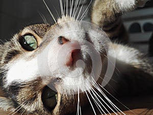 Cat face close up nose whiskers