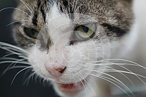 Cat face close up