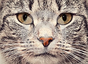 Cat face close up portrait