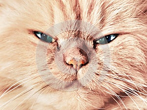 Cat face close up portrait