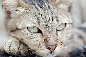 Cat face looking for something