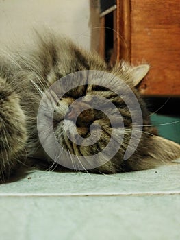 Cat face from low angle