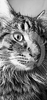 Cat face mono longhair monochrome healthy vet