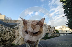 cat face in the old city of jerusalem