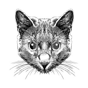 Cat face sketch vector