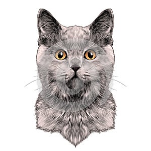 Cat face sketch vector