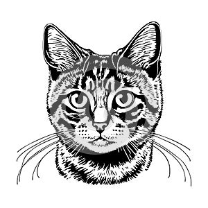 Cat face sketch vector illustration