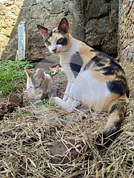 cat family cute kitten anima in garden