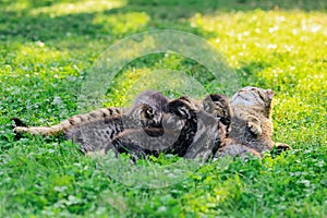 Cat family. Scottish fold tabby cat with small kittens. cat mother with kittens. cat with kittens on a green lawn in a