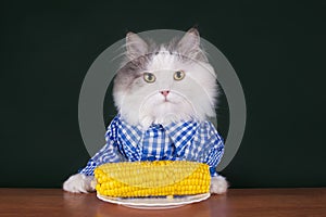 Cat farmer dines corn