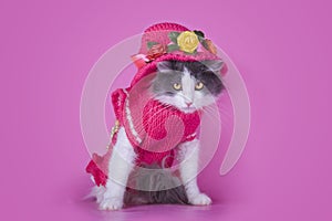 Cat in fashionable dress on a pink background isolated