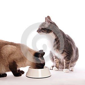 Cat with feeding bowl
