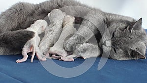 Cat feeding her new born kittens, blue background, close-up