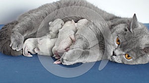 Cat feeding her new born kittens, blue background, close-up