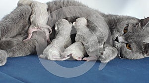 Cat feeding her new born kittens, blue background, close-up