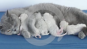 Cat feeding her new born kittens, blue background, closeup view