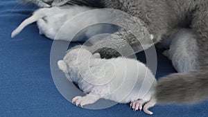 Cat feeding her new born kittens, blue background, closeup view