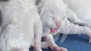 Cat feeding her new born kittens, blue background, closeup view