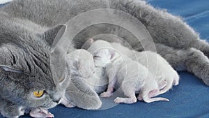 Cat feeding her new born kittens, blue background, closeup view