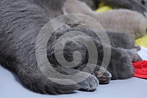 Cat feeding her new borns, close-up view