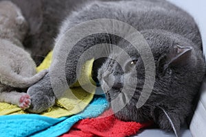 Cat feeding her new borns, close-up view