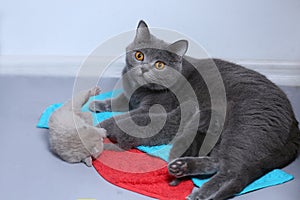 Cat feeding her new borns, close-up view