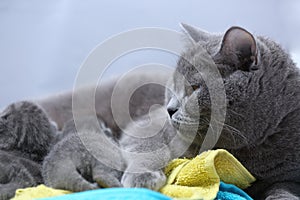 Cat feeding her new borns, first day of life