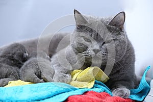 Cat feeding her new borns, first day of life