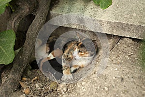 Cat feeding its kittens, mother cat and kittens, newborn kittens, cats sucking milk.