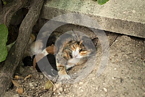 Cat feeding its kittens, mother cat and kittens, newborn kittens, cats sucking milk.