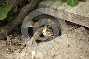 Cat feeding its kittens, mother cat and kittens, newborn kittens, cats sucking milk.