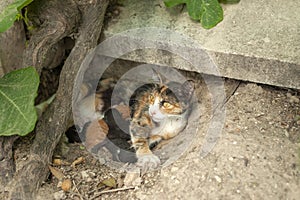 Cat feeding its kittens, mother cat and kittens, newborn kittens, cats sucking milk.