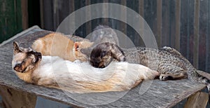 A cat feeds milk of three differently colored kittens.