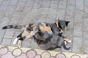 A cat feeds milk to her little kittens lying on a tile on the sidewalk