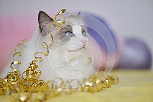 Cat feeling special with golden ribbon photo