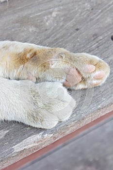 Cat feet